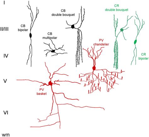 Interneurons Intercalated Neurons