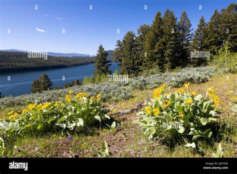 Arrowhead Balsamroot Wildflowers Blooming Above Emma Matilda Lake