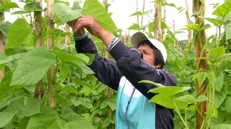 Agricultura Al D A Alianza Productiva En El Valle De Sibundoy En