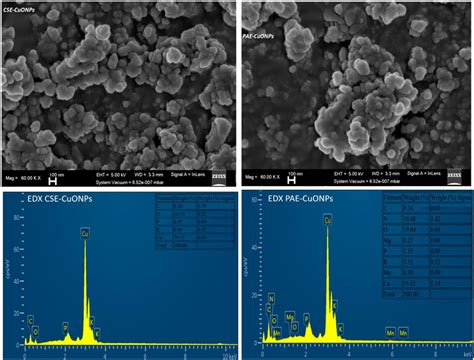 Frontiers Phyto Mediated Copper Oxide Nanoparticles For Antibacterial