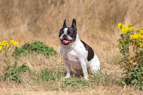 French Bulldog Mixes: 38 Adorable Frenchie Crossbreeds!