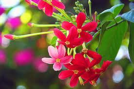 Chinese honeysuckle (Niyog-niyogan) - Scientific name: Quisqualis ...