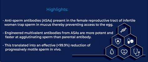 New ultrapotent engineered antibody contraception traps sperm