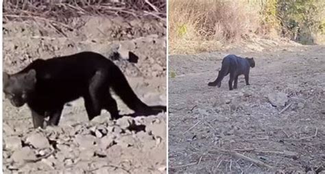 Gato mourisco raro e ameaçado de extinção é registrado em Goiás