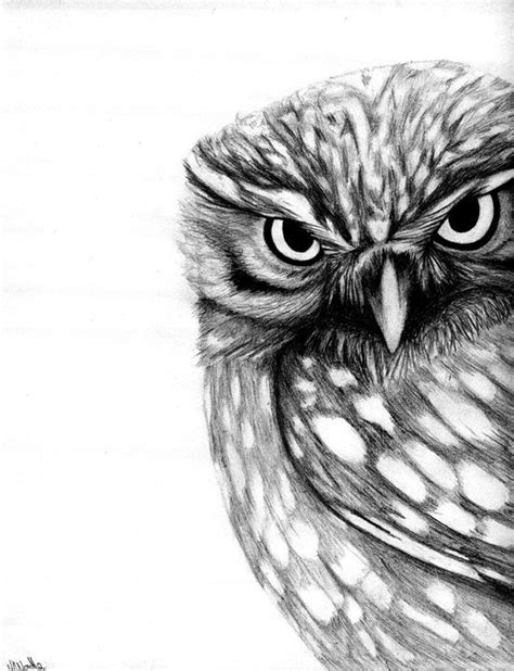 Little Owl Drawing