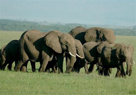 Days Kenya Safari Samburu Aberdare Lake Nakuru Lake Naivasha And