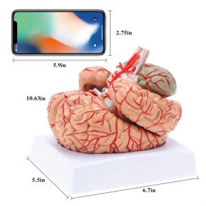 China Medical Human Brain Artery Detachable Adult Size Brain Artery