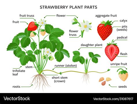 Strawberry plant parts botanical drawings Vector Image