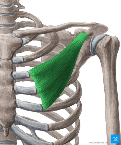 Musculus pectoralis minor | Muscle anatomy, Musculus pectoralis, Anatomy
