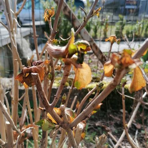 Frostsch Den An Hortensien Gartenliebe