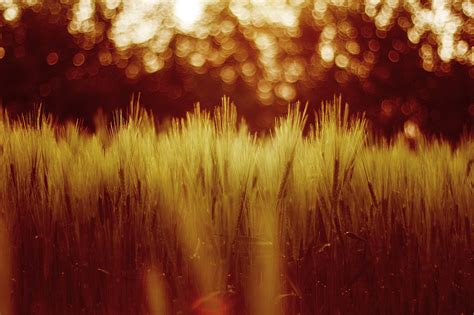 Wheat Color Background