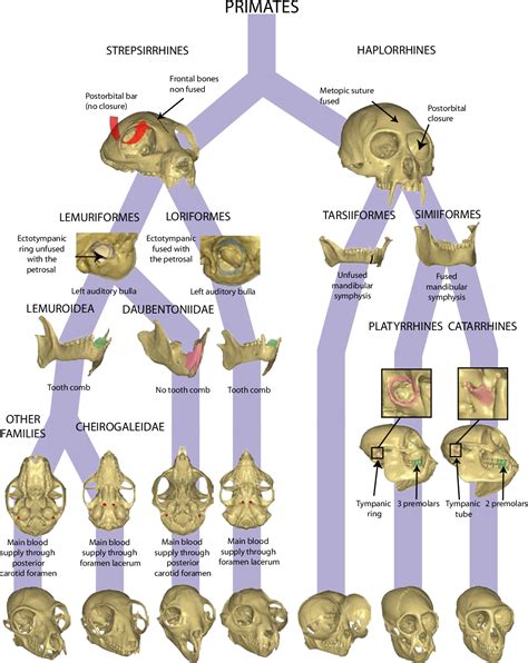 [PDF] Evolution and development of the strepsirrhine primate skull | Semantic Scholar