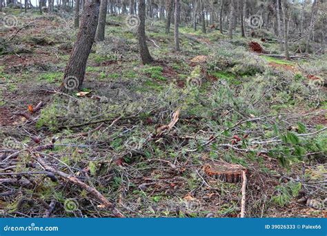 After gale stock image. Image of nature, damage, gale - 39026333