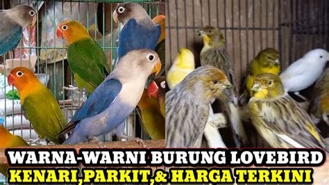 Desember Penuh Warna Harga Burung Lovebird Kenari Parkit Terbaru