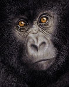 480 Gorilla screensaver ideas | gorilla, animals wild, primates