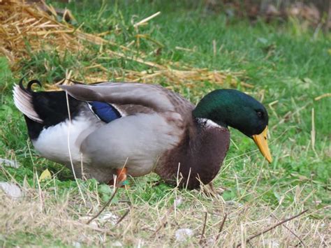 Canard De Rouen Fran Ais Coco Eco