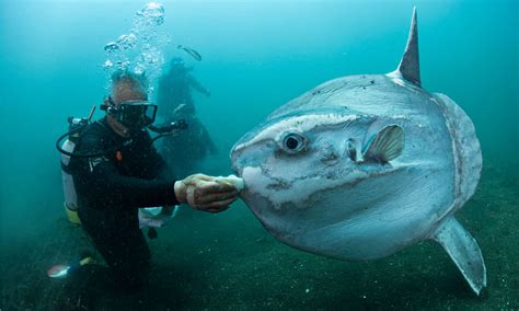 Mola mola (Ocean Sunfish) - A-Z Animals