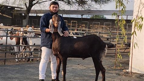 Ghode Ke Size Ke Bakre At Al Ahmed Goat Farm Big Heavy Goats Ka Mela