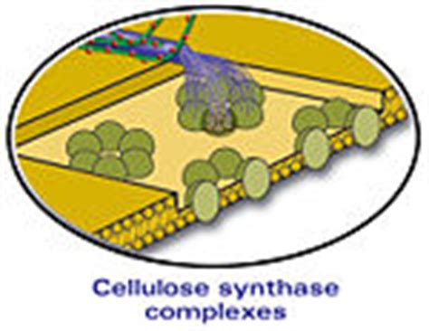 Cell Wall Creationwiki The Encyclopedia Of Creation Science