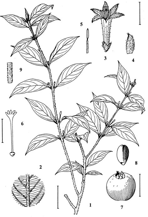 Lasianthus austroyunnanensis: 1. habit; 2. leaf under surface enlarged ...