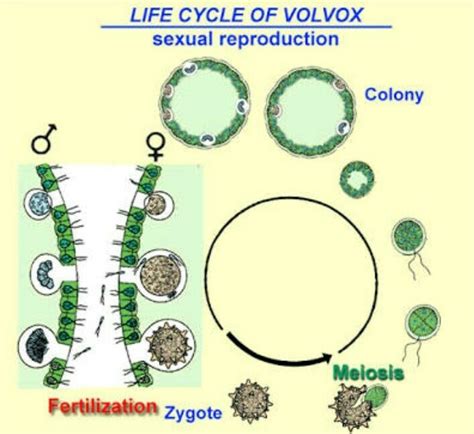 Volvox Occurrence Features And Life Cycle