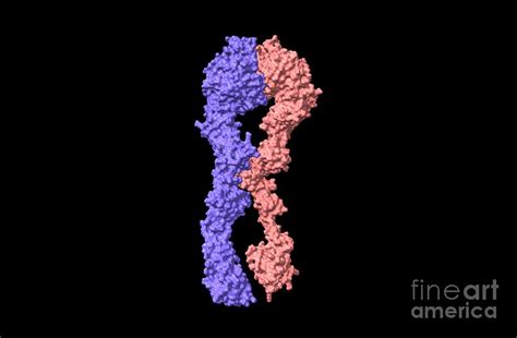 Integrin A B Structure By Dr Victor Padilla Sanchez Phd