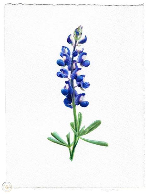 Bluebonnet Illustration