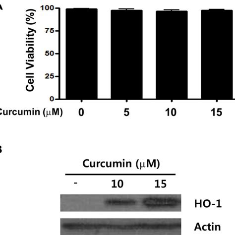 Cell Viability And Heme Oxygenase Ho Expression In Human Retinal