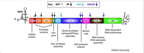 Assembly Of Infectious Hepatitis C Virus Particles Trends In Microbiology