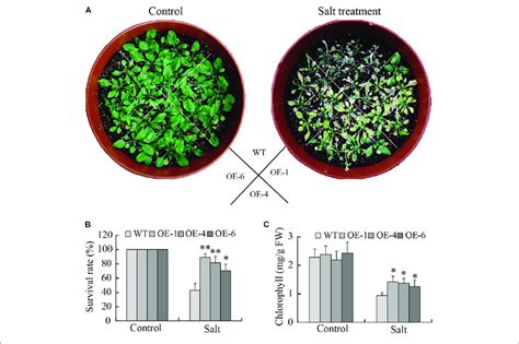 Enhance Salt Tolerance Mediated By Heterologous Overexpression Of