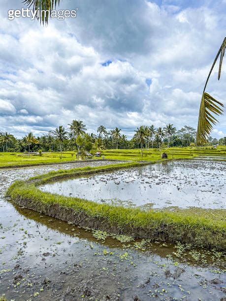 Desa Mancingan Rice Field In Gianyar Regency Bali Indonesia