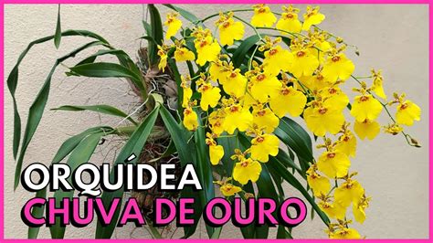 Topo 69 imagem como plantar a orquídea chuva de ouro br thptnganamst