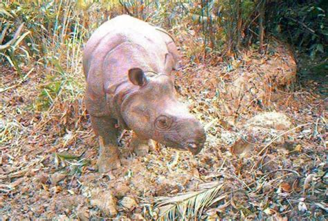 Des Bébés Rhinocéros De Java Repérés Dans Un Parc Indonésien Metrotime