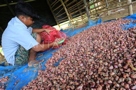 HARGA BAWANG MERAH TINGKAT PETANI DI ACEH ANTARA Foto