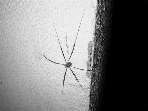 Premium Photo Close Up Of Spider On Wall