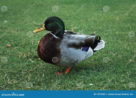 Sitting Duck Royalty Free Stock Photo Image