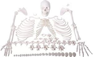 Khanna Traders Disarticulated Human Skeleton Anatomical Fiber Model