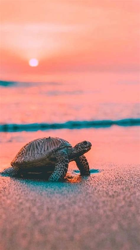 Aesthetic Sea Turtle Hd Wallpapers Pxfuel 41 Off