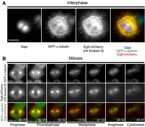 Localization Of Human Eg5 In Drosophila Melanogaster S2 Cells A