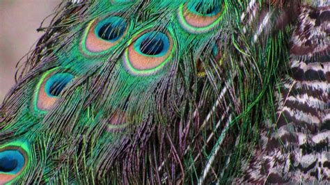 Beautiful Peacock Dance Display। Hd Birds Sounds। 4k Video Youtube