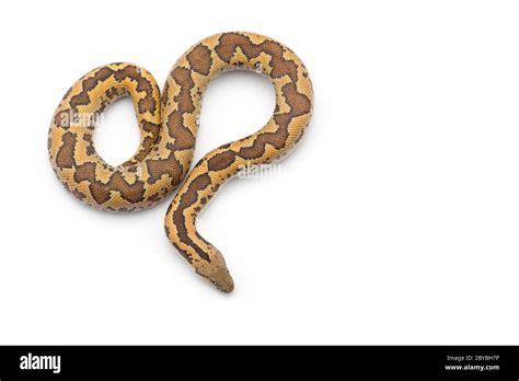 Kenyan Sand Boa Isolated On White Background Stock Photo Alamy