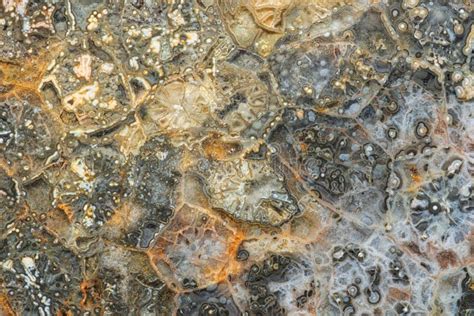 Fossilized Coral Deposits Stock Photo Image Of Pattern 28016688