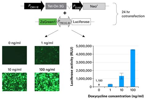 Tet On 3g Tetracycline Inducible Expression Systems