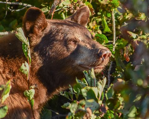 Spring Bear Hunting Seasons – Inland Northwest Wildlife Council