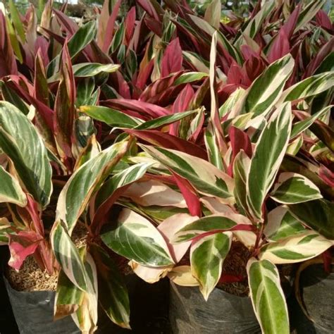 Jual Tanaman Hias Calathea Multicolor Meranti Bali Shopee Indonesia