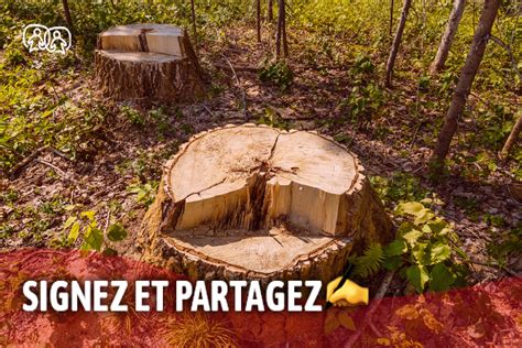 Pétition Stop à l abattage illégal d arbres centenaires sans