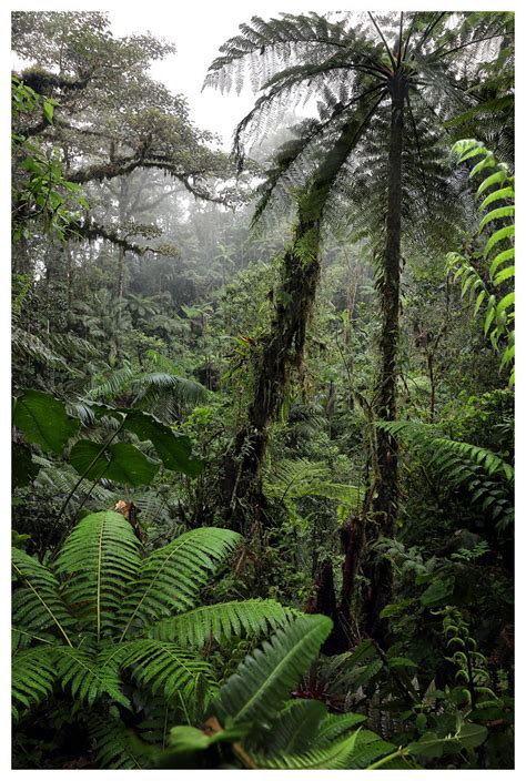 Cloudforest Pichincha Province Ecuador Joseph Beck Flickr