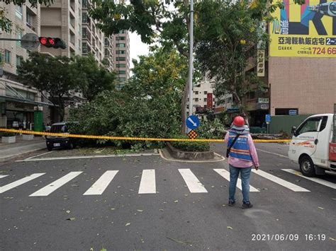 高雄無風雨巨大路樹突然倒塌 女駕駛等紅燈衰壓車內受困 社會 中時新聞網