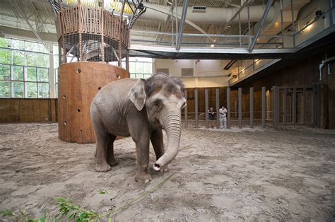 LEED Gold Engineering Projects | Oregon Zoo Elephant Lands Habitat