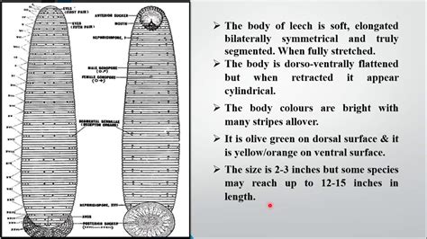 Lecture 15 External Features And Structure Of Hirudinaria Granulosa